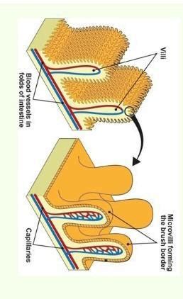 Draw a neat labeled diagram of intestine villi. [3 MARKS] - Brainly.in