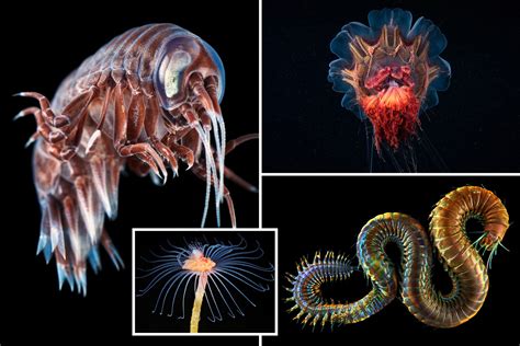 Alien Animals 的图像结果