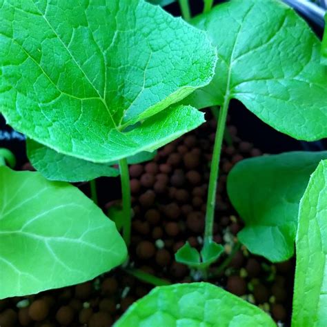 Edible Burdock (Arctium lappa var. sativa) - approx. 30 seeds