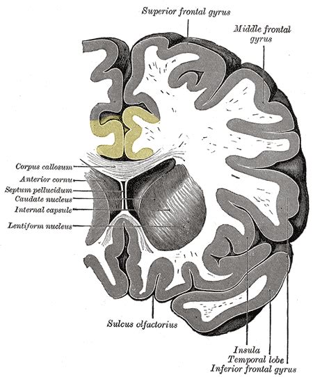 Cingulate cortex Anatomy 的图像结果