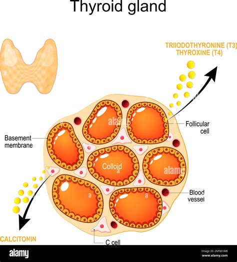 Thyroid Gland Colloid Cyst