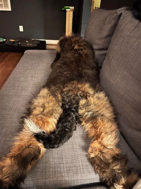 The many strange sleeping places and positions of Timber : r/Bernedoodles