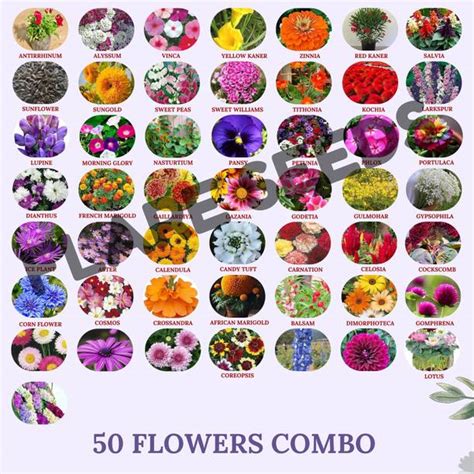 Flower Seeds Online in India | Flipkart | 16-May-26