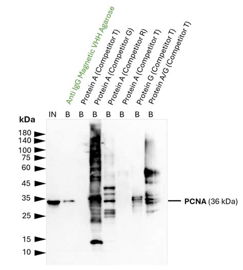 anti-Rabbit IgG/anti-Mouse IgG Magnetic VHH Agarose for ...