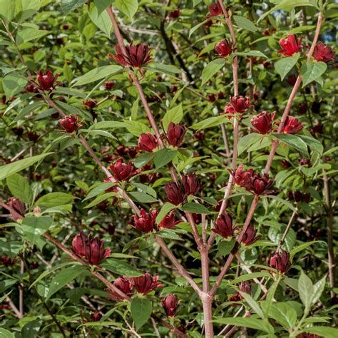 Calycanthus floridus