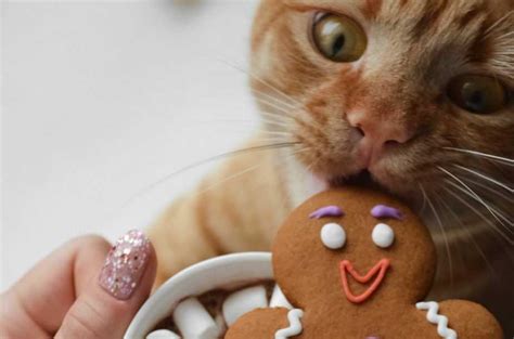 Image result for Cat Chasing Cookies