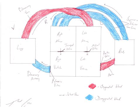 하트 박스 다이어그램