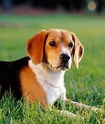 Image result for Most Popular Pets