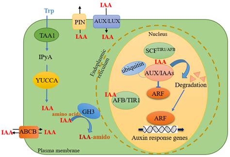 Roles of Auxin in the Growth, Development, and Stress Tolerance of ...