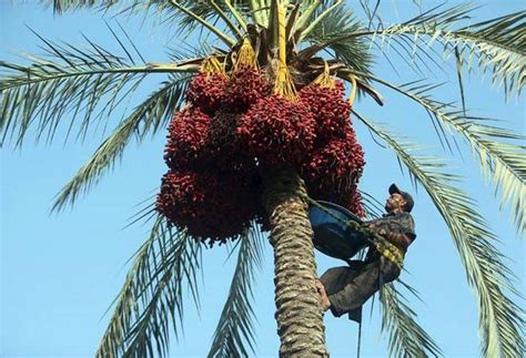 Rajasthan produces 800 tonnes date palms from first harvest - BusinessToday