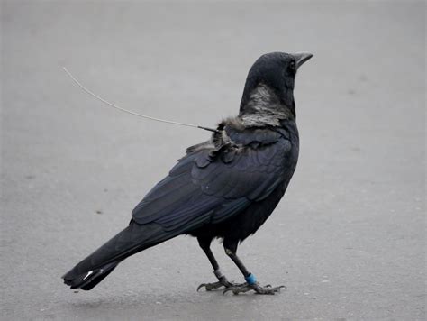Partial Migration Helps Explain Where Crows Go in Winter | All About Birds