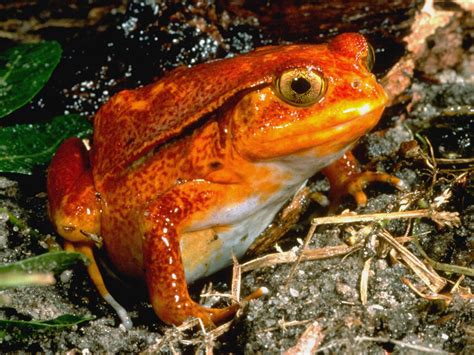 Frogs! A Chorus of Colors. Courtesy of Florida Museum of Natural ...