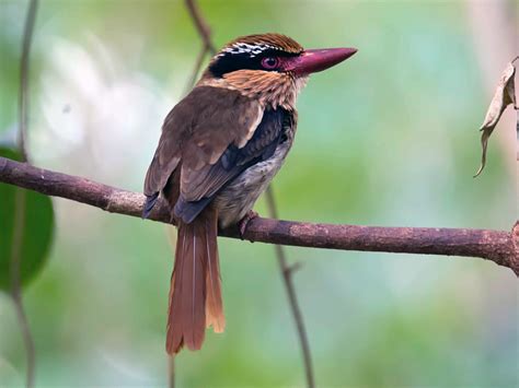 Sulawesi Lilac Kingfisher - eBird