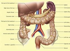 Image result for cecum