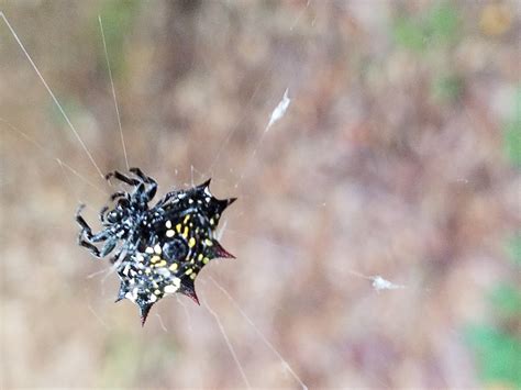 Poisonous Spiders In Georgia