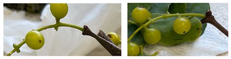 Functional and Qualitative Metabolic Compounds in the Twigs of the ...