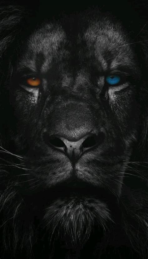 [100+] Lion Phone Wallpapers | Wallpapers.com