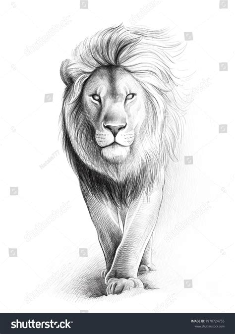 Lions Black And White Drawing