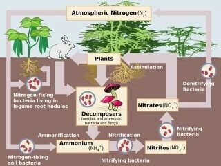 What is the nitrogen cycle - Brainly.in