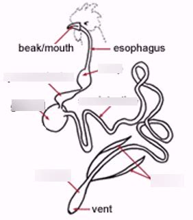 Chicken Digestive System Diagram | Quizlet