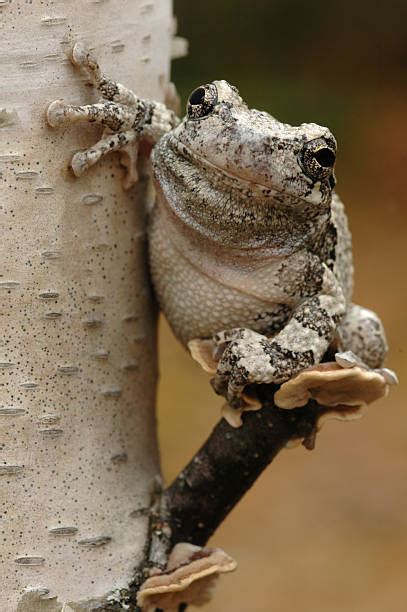 Image result for Common Gray Tree Frog