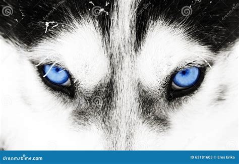 Close-up Shot of a Husky Dog S Blue Eyes Stock Image - Image of fighter ...