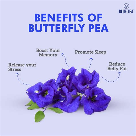 Benefits of Butterfly Pea Blue Tea | Butterfly pea flower, Butterfly pea, Pea flower