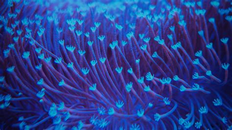 Download wallpaper 1600x900 algae, underwater, blur, blue widescreen 16 ...