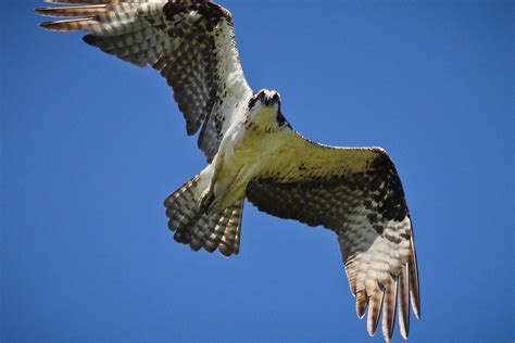 Feather Tailed Stories: Osprey