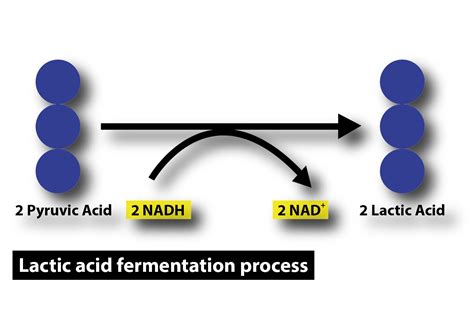 Image result for Back Titration Formula for Lactic Acid