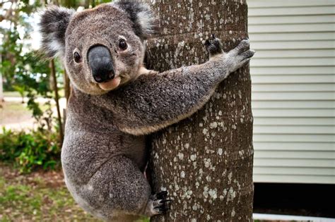 Uniquely Koala 13 Weird Facts About Koalas Fun Facts