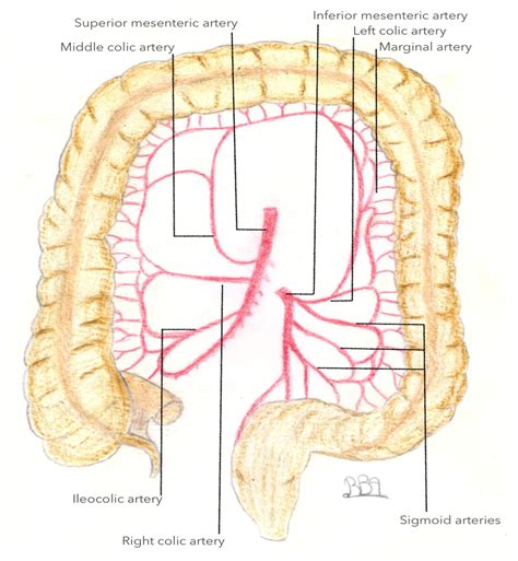 Marginal Artery Colon