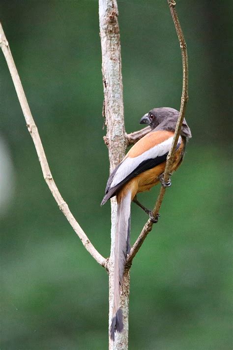 Rufous Treepie Is an Agile Forager