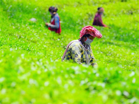 Green zones - Colour-coding crisis: The possible plan ahead | The ...