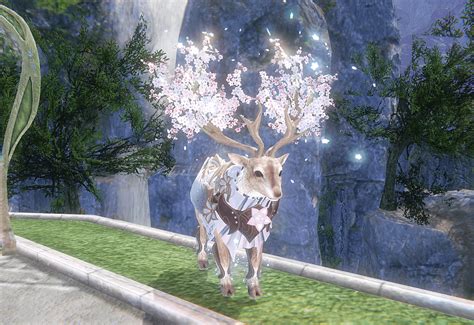 white blossom beauty