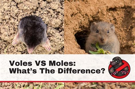 Voles And Moles Comparison Moles Vs Voles: How Are They Different?