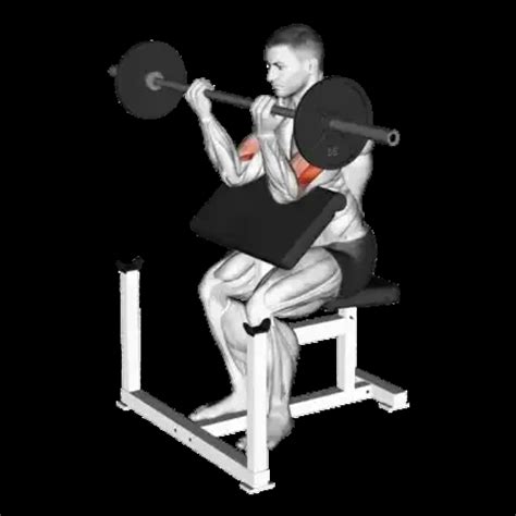 Dumbbell Single-Arm Preacher Curl: Guide, Muscles Worked, Tips | Athlemove