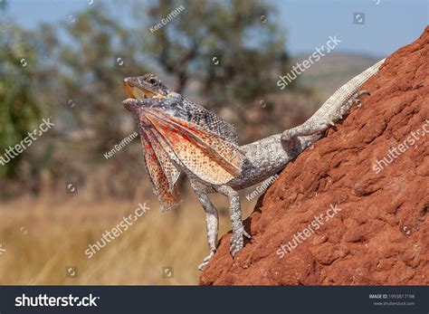 Australian Frilled Lizard On Termite Mound Stock Photo 1993817198 ...