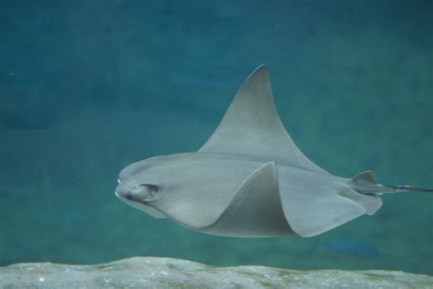 Cownose Stingray