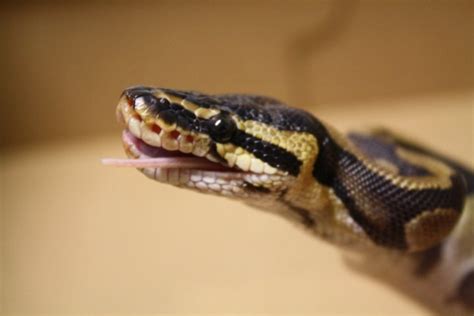 Python Feeding 的图像结果