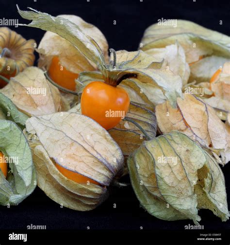 physalis peruviana cape gooseberry Stock Photo - Alamy