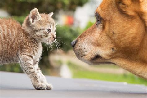 How to Introduce a Kitten to a Dog or Puppy to a Cat | Guide