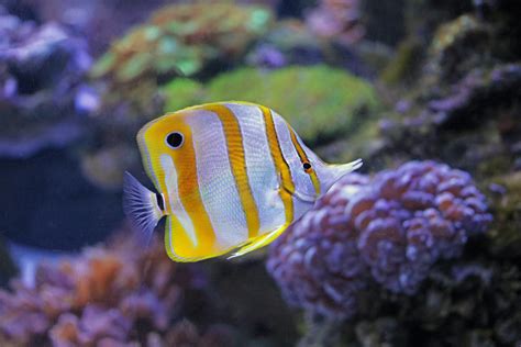 Image result for butterfly fish