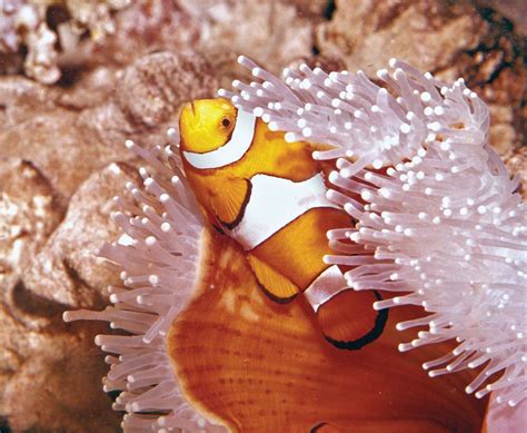 Anemone fish | Clownfish, Symbiosis & Reefs | Britannica