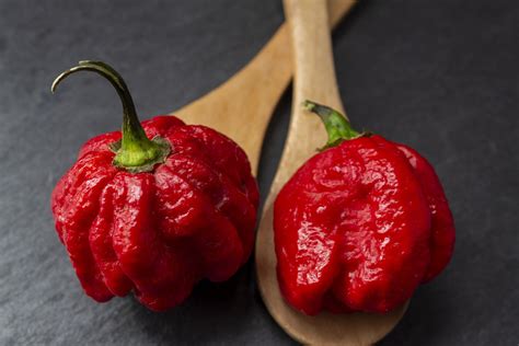 Scorpion Pepper SCORPION PEPPERS (Mixed) Fresh Whole Ripe Pods /w