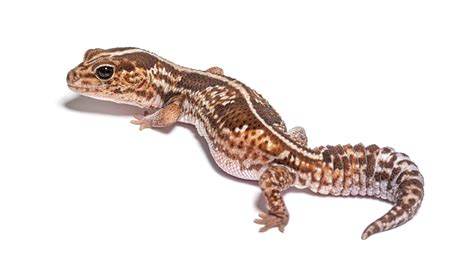 African Fat-Tailed Gecko Prices in 2023: Cost, Supplies, and Food!