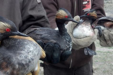 Freezing Utah Storm Makes Baffled Birds Kill Themselves - Newsweek