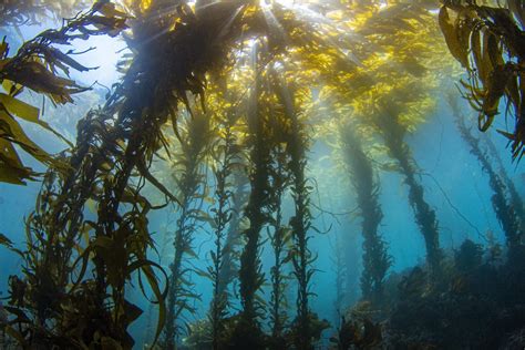 Diving into Beauty: Douglas Klug’s Stunning Underwater Kelp Forests – Sao Viet