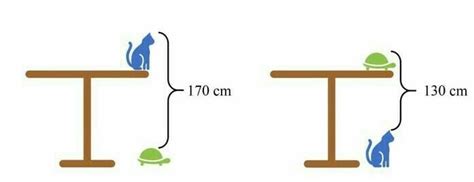 [Solved] What is heights of table, cat and tortoise - Brainly.in