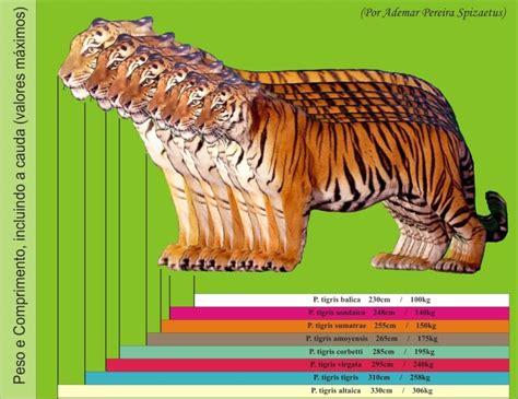 Image result for Divide and Conquer Approach Java